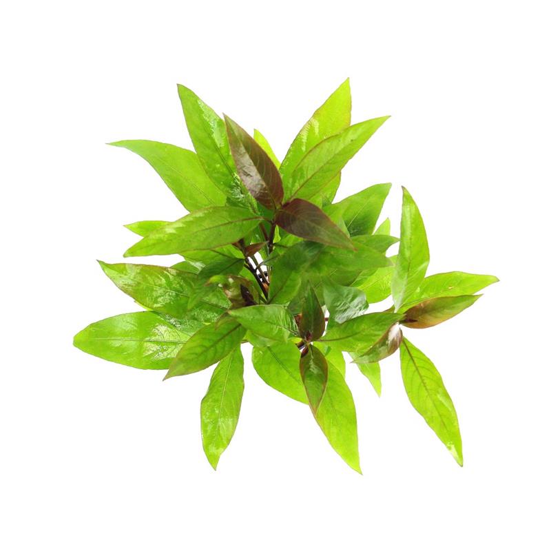 Dennerle Hygrophila corymbosa Stricta - imagine 4